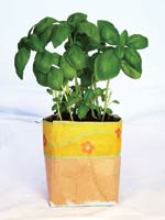 upgecyclete Milchtüte mit Basilikum bepflanzt