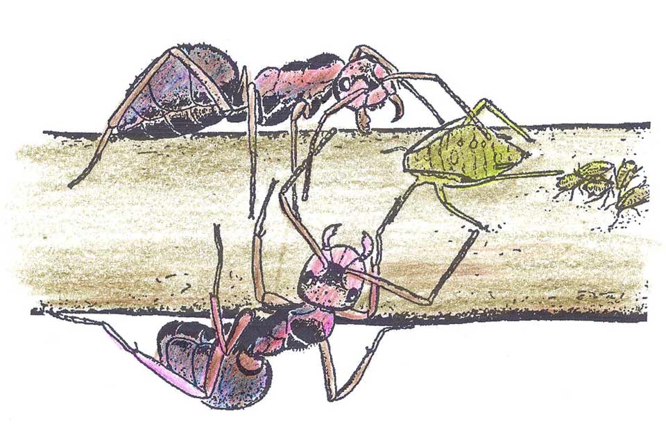 Zeichnung: Ameisen beim Blattläusemelken, groß