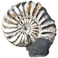 Nautilus, fossil