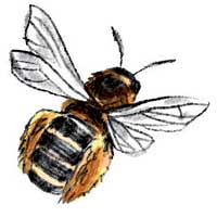Zeichnung: Biene mit Sammeltäschchen