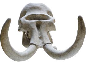 Mammut-Schädel