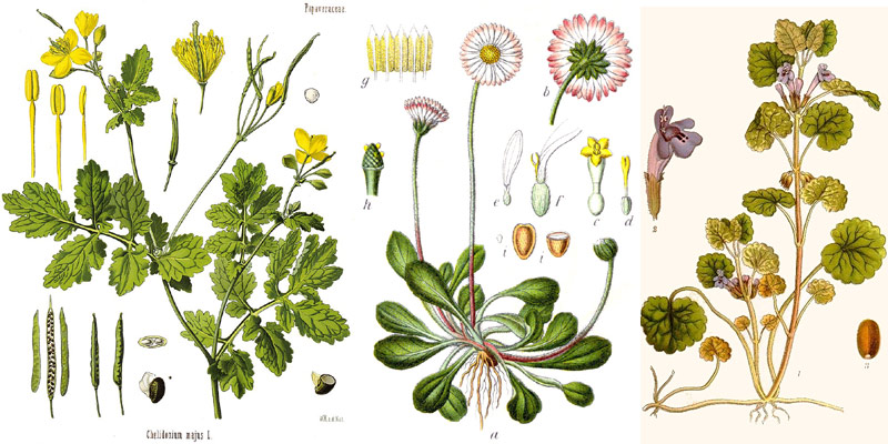 Historische botanische Darstellungen dreier Frühlingsblüher
