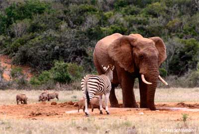 Zebra und Elefant