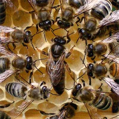 Bienenkönigin von Arbeiterinnen umringt