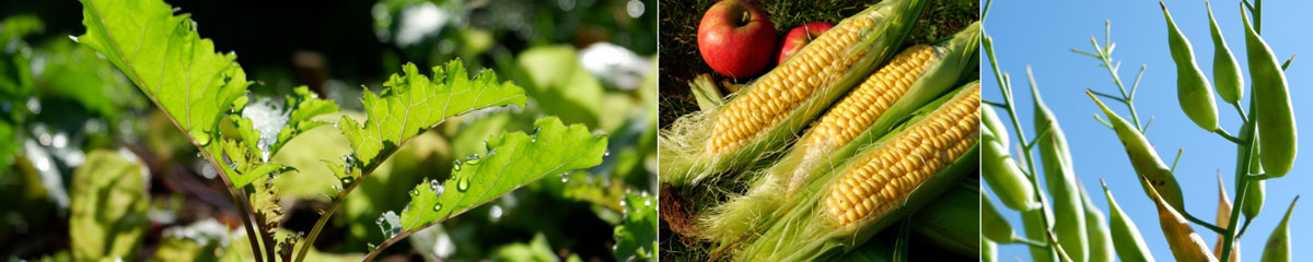 grünes Gemüse, Mais und Äpfel