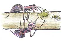 Zeichnung: Ameisen beim Blattläusemelken