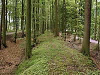 Blick auf einen bewaldeten Wall der Lüneburger Landwehr