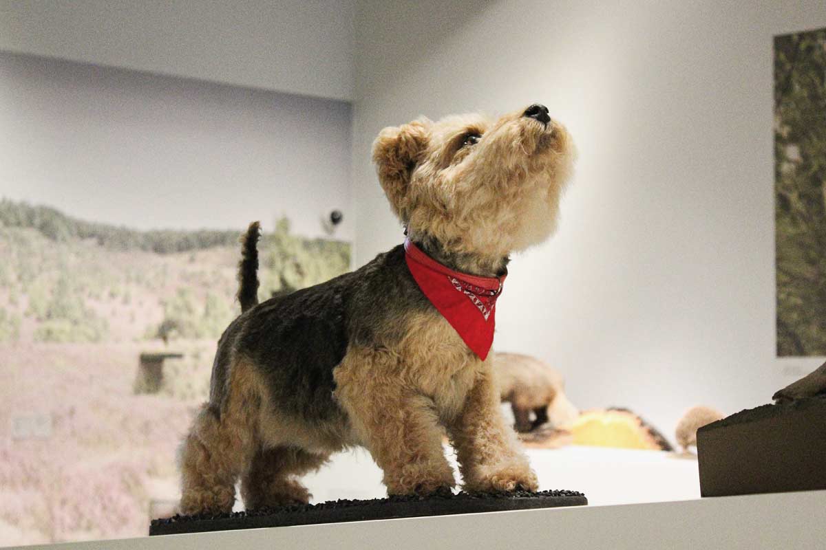 ausgestopfter Terrier mit Halsband in der Ausstellung, groß