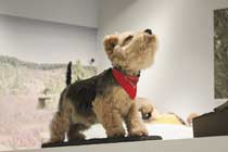 ausgestopfter Terrier mit Halsband in der Ausstellung