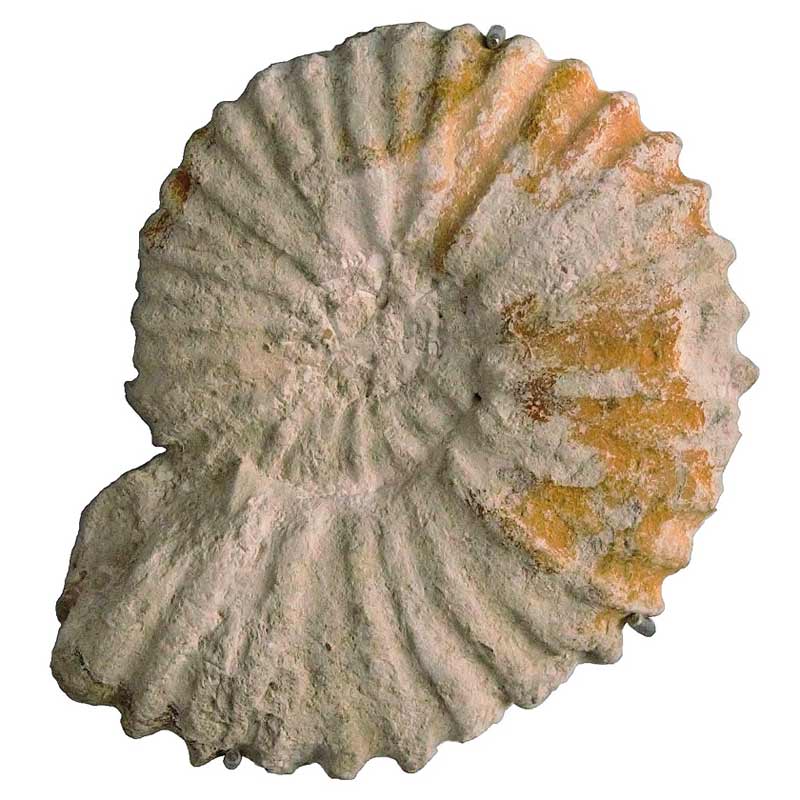 Ammonit, groß