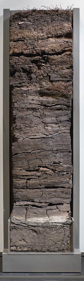 konserviertes Moorprofil in einem hohen Holzkasten