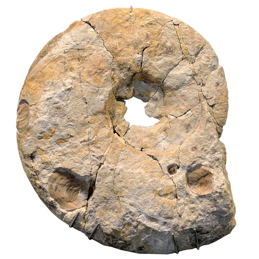 großer Ammonit vom Lüneburger Kreidebergsee