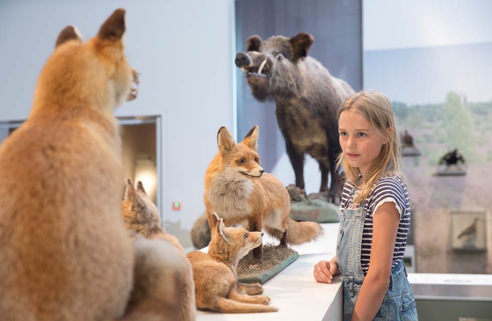 junge Besucherin betrachtet ausgestopfte Fuchsfamilie in der Ausstellung	